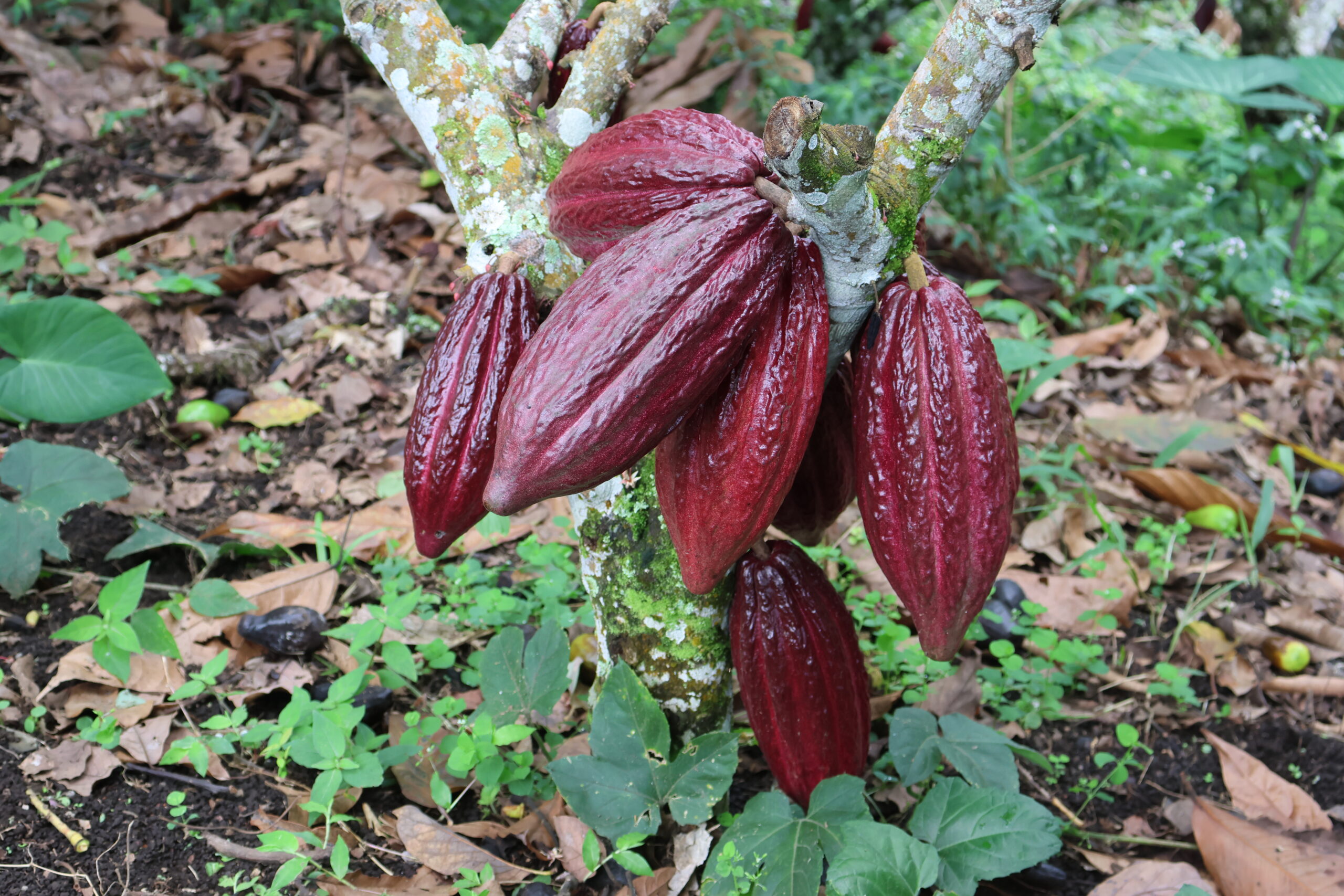 Cacao Corriente